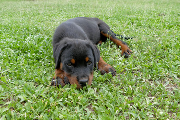 Small rottweiler puppy lying outdoors and looking on the camera