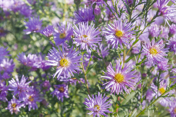 Obraz premium Autumn beautiful lilac flowers on the flower bed in Sunny weather