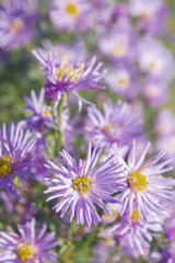 Obraz premium Autumn beautiful lilac flowers on the flower bed in Sunny weather