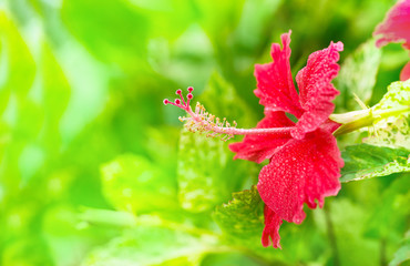 Red hibiscus flower with soft nature light in the garden, close and selective focus