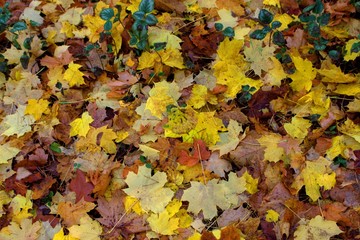 autumn leaves background