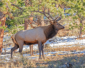 Naklejka na ściany i meble Bull elk during rut at Rocky Mountain National Park