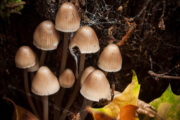 closeup of little mushrooms in the forest