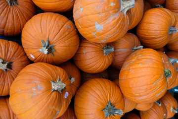Pumpkin pile