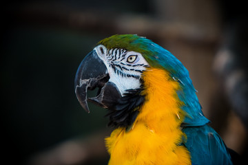 Blue yellow and green bird posing. 