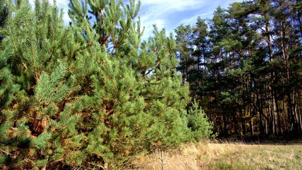 conifer trees at blue sky