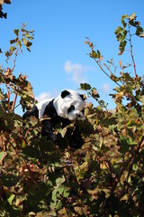 Obraz premium peluche panda