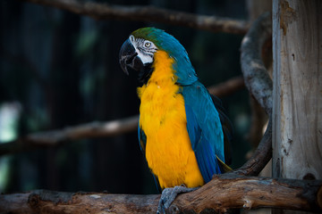 Parrot posing 
