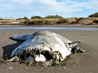 Siluro muerto en la arena