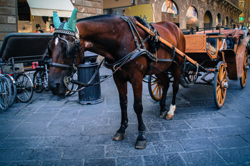 Fototapeta na wymiar Horse carriage in Florence, Italy
