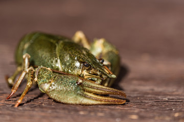 Raw crayfish with beer on wooden background