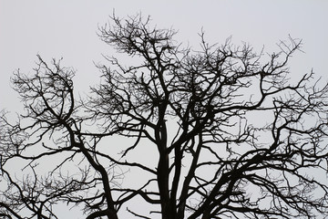 Silhouette of a tree without leaves
