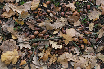 Autumn leaves and acorns on the ground