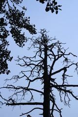 Dead tree and blue sky