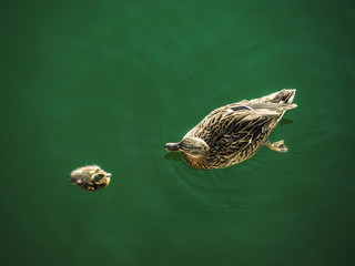 Mam&aacute; pato y patito en lago verde 