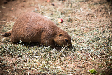 Silly prairie dog looking for a snack. 