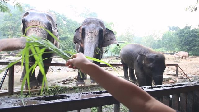 People feeding vegetable to giant elephant trunk in the zoo