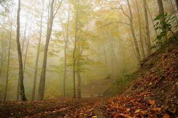 Obraz premium forest in fog