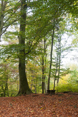 Fototapeta na wymiar beautiful trees in the autumnal forest