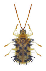 Beetle Dicladispa armigera on a white background