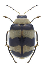 Beetle Monolepta cavipennis on a white background