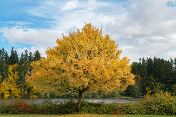 Autumn Colors Washington State
