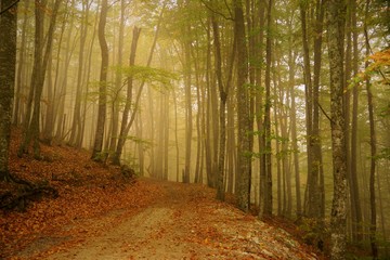 Naklejka premium road in the forest