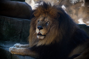 lion closeup