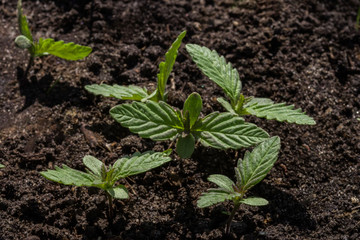 Young sprouts of wild cannabis on the background of the soil. Selective focus.