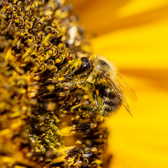 Closeup of a bee sitting on a sunflower and covered with pollen all over.