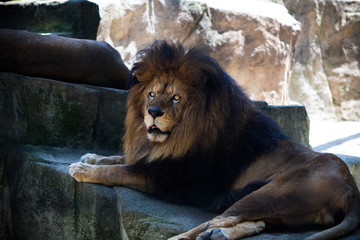 Naklejka premium Lion watches out 