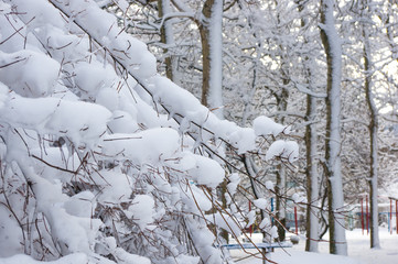 snow-covered branches and trees in the city park