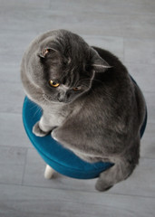 kot brytyjski na niebieskim krześle
