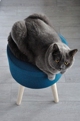 kot brytyjski na niebieskim krześle - obrazy, fototapety, plakaty
