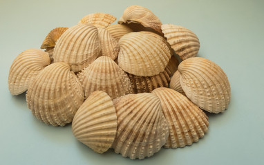 Collection of vintage spiny cockle (Acanthocardia aculeata) shells from edible marine bivalves. Textured pile of about 20 on a blue card background.