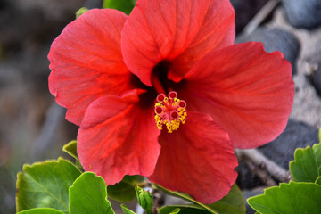Rote Blume in Gran Canaria