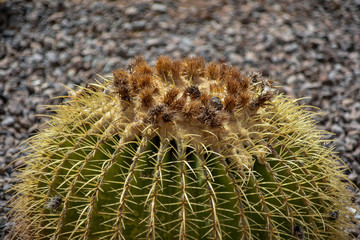 Kaktus in Gran Canaria