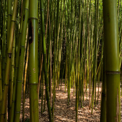 Bamboo reed bed in the garden of villa garzoni, collodi, tuscany