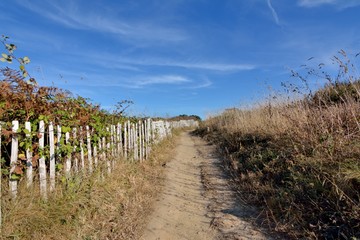 Fototapeta premium Espace naturel sur la côte bretonne à Plougrescant . France