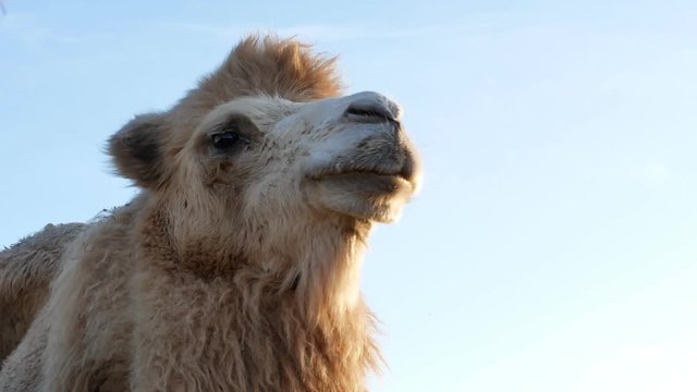 Camel on grass close-up summer video