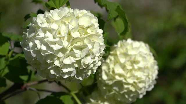 Moschuskrautgew&auml;chse_Schneeball_Gew&ouml;hnlicher Schneeball_Viburnum opulus