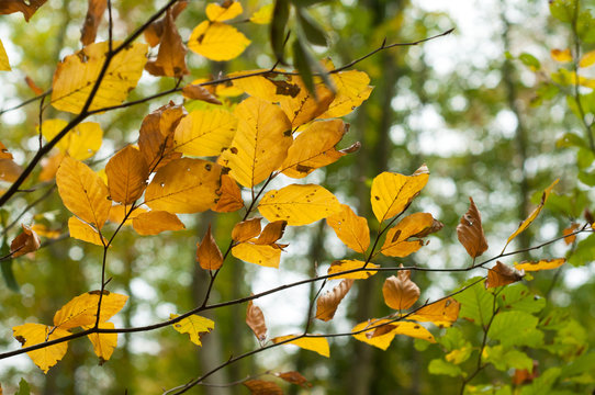 closeup of autumnal beech leaves in the forest
