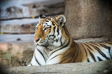 Fototapeta na wymiar Tiger posing at the zoo. 