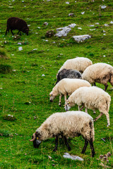 Fototapeta premium Sheep on the mountain fields.