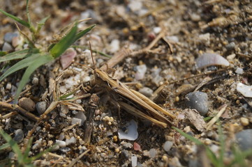 grasshopper