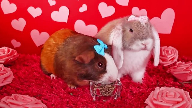 Valentine s day cute animal animals pet pets rabbit lop valentines concept