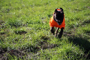chien cane corso de chasse