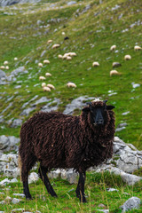 Obraz premium Sheep on the mountain fields.