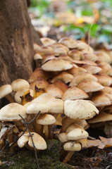 Pholiota alnicola mushrooms