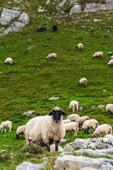 Fototapeta premium Sheep on the mountain fields.